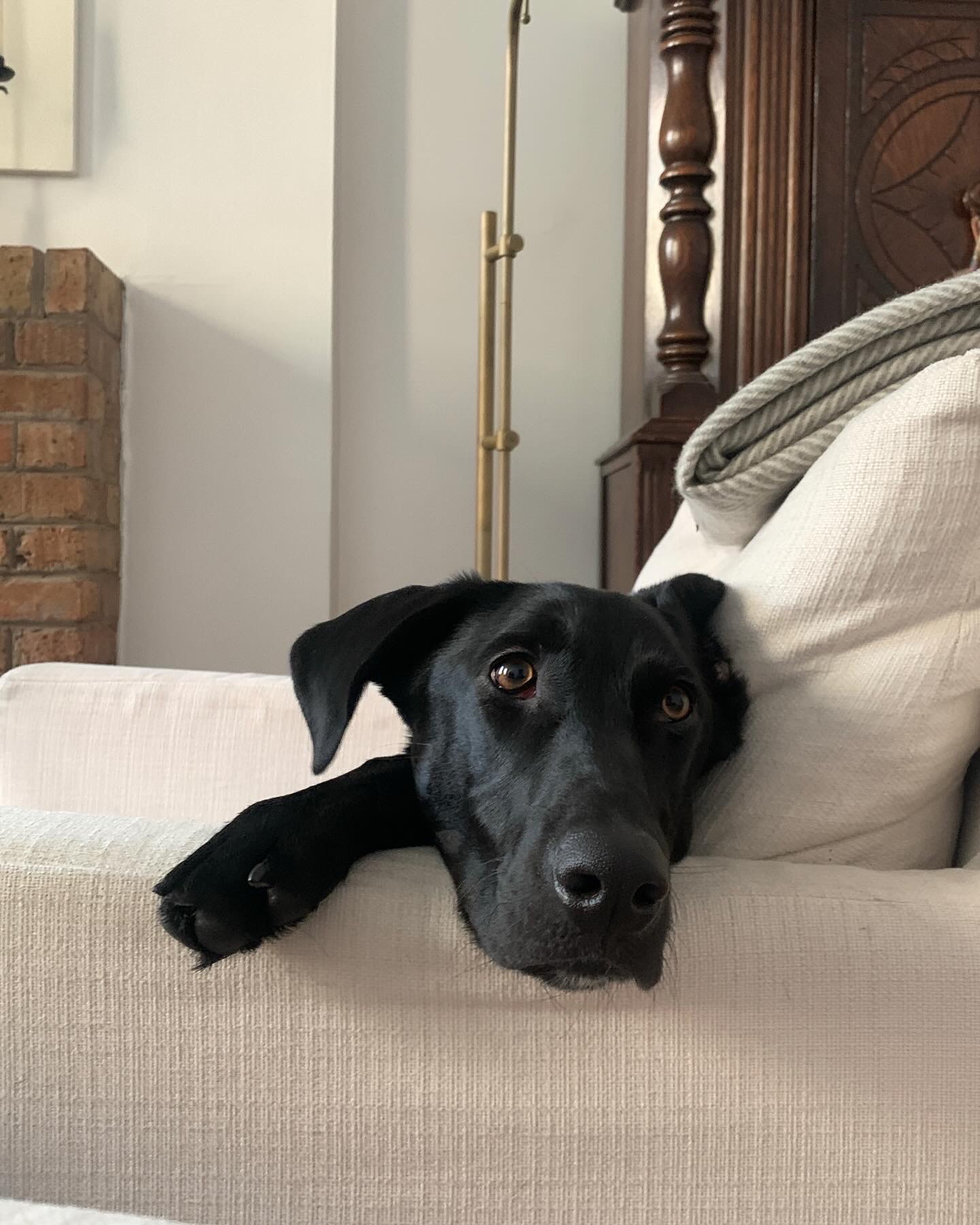 pet_bio_3